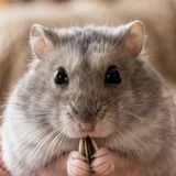 てけてけ